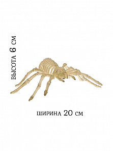 Скелет паука
