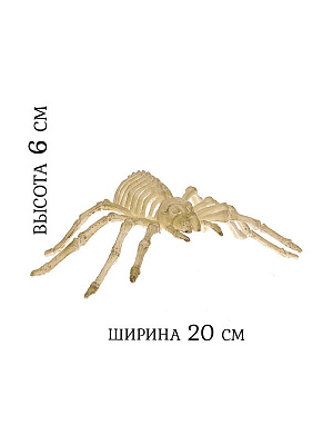 Скелет паука Белый