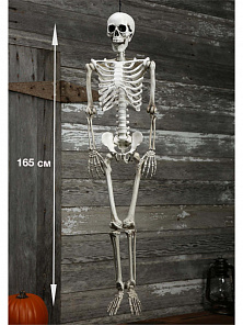 Скелет 165 см.